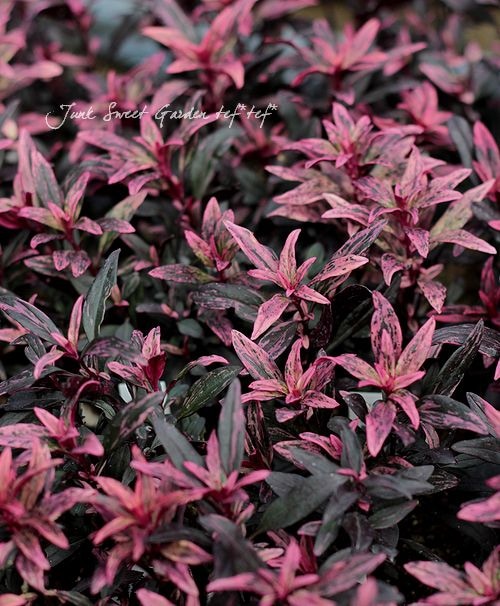 �����ꥭ�󥮥祽�����إ��󥷥󥰥�������١�