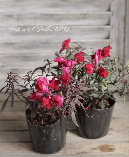 �����ꥭ�󥮥祽�����إ��󥷥󥰥�������١�