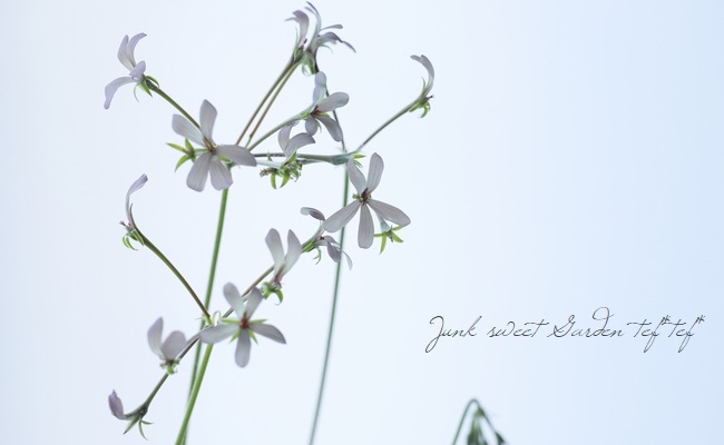 ペラルゴニウム 『パールグレイ』 | 花苗 | | Junk sweet Garden tef*tef*