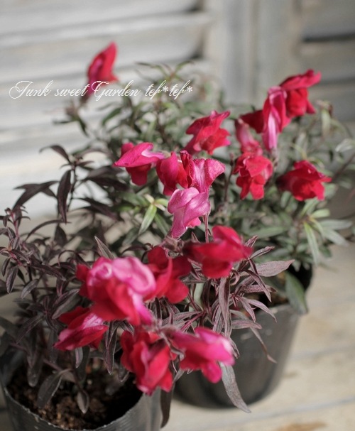 �����ꥭ�󥮥祽�����إ��󥷥󥰥�������١�