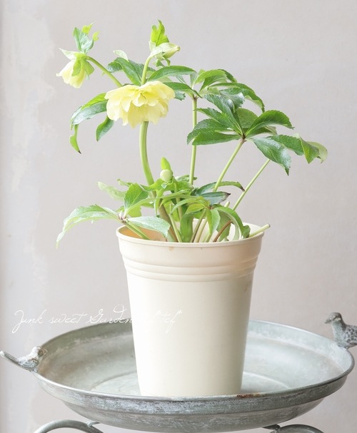 ���ꥹ�ޥ���������������ݸ��ۡ�¿�ۥ��֥�� ��No.34��