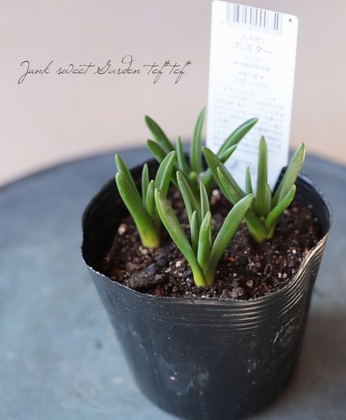 芽出し球根 ムスカリ エスター すべての商品 Junk Sweet Garden Tef Tef