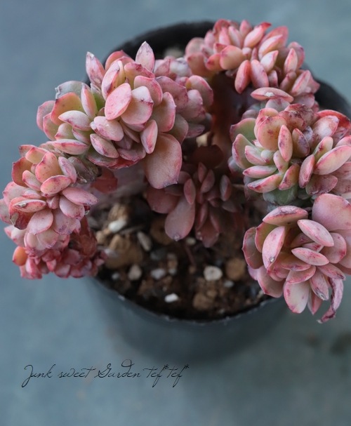 ��¿����ʪ�� �إ��ڥ����ӥꥹ���ֲ��١������٥ꥢ°�����Ȥ����꡼��