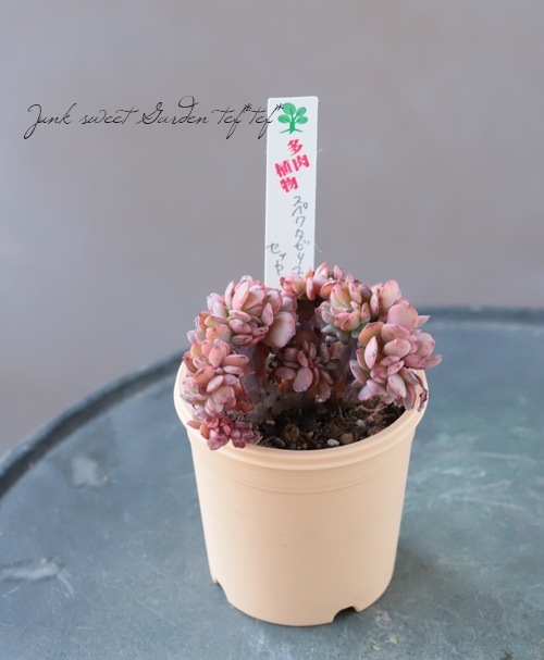 ��¿����ʪ�� �إ��ڥ����ӥꥹ���ֲ��١������٥ꥢ°�����Ȥ����꡼��