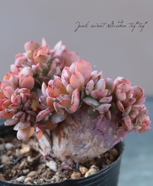 ��¿����ʪ�� �إ��ڥ����ӥꥹ���ֲ��١������٥ꥢ°�����Ȥ����꡼��