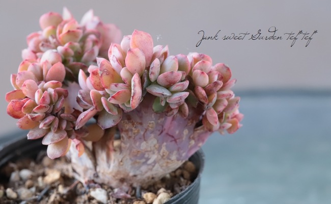 ��¿����ʪ�� �إ��ڥ����ӥꥹ���ֲ��١������٥ꥢ°�����Ȥ����꡼��