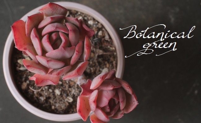 ��¿����ʪ�� �إ��ڥ����ӥꥹ���ֲ��١������٥ꥢ°�����Ȥ����꡼��