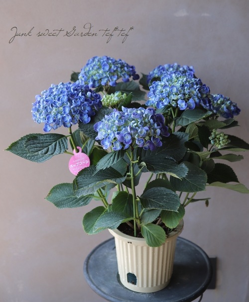 おたふく紫陽花 ポップコーン ブルー すべての商品 Junk Sweet Garden Tef Tef