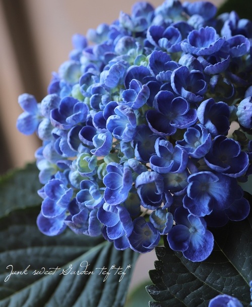おたふく紫陽花 ポップコーン ブルー すべての商品 Junk Sweet Garden Tef Tef