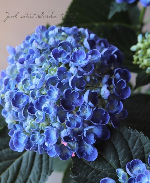 美しい あじさい様専用 新規購入 Malhadadorei Pt