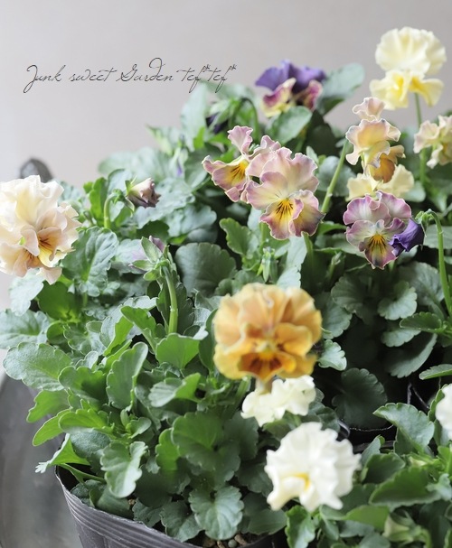 �������व��Υӥ��顡�إѥ��ƥ�ե��١��ڥ�����