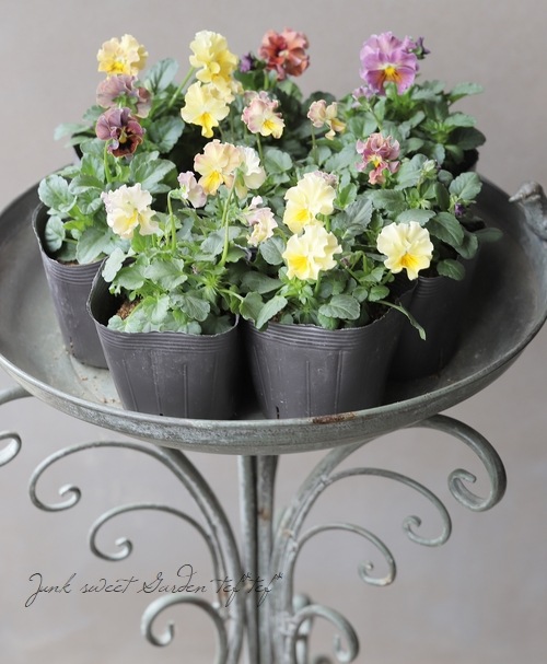 ○桂楓園さんのビオラ 『パステルフリル』 【コロ】 | すべての商品