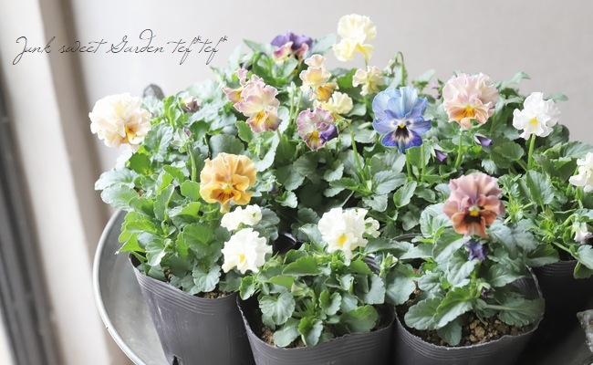 �������व��Υӥ��顡�إѥ��ƥ�ե��١��ڥ�����