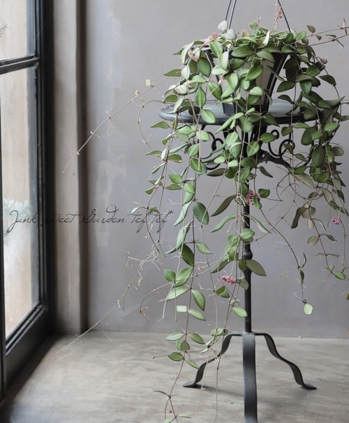 観葉植物】ホヤ 『サンパレス』超ロング | すべての商品 | | Junk