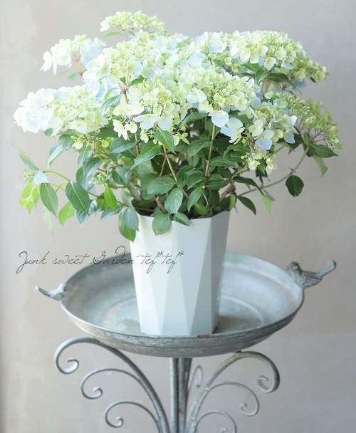 超最新新品種！】 紫陽花 ラグランジア 『クリスタルヴェール2