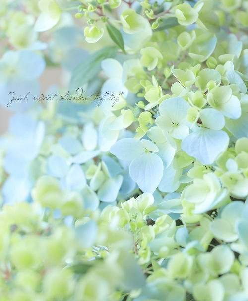 超最新新品種！】 紫陽花 ラグランジア 『クリスタルヴェール2
