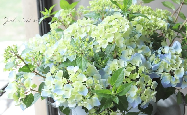 【紫陽花】クリスタルワンド こんばんは☺️ ・ ・ @thegarden_honten 店内に置かれていた 開花株が