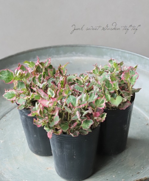 斑入りドクダミ 『三色ドクダミ』 | すべての商品 | | Junk sweet