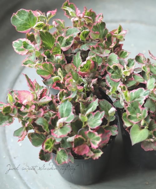 斑入りドクダミ 『三色ドクダミ』 | すべての商品 | | Junk sweet