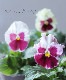 ѥ󥸡إȥ٥꡼ӡ