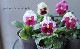 ѥ󥸡إȥ٥꡼ӡ