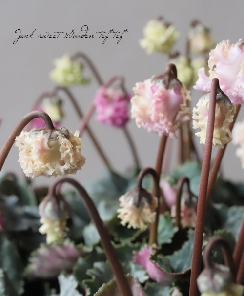 軽井沢育ちのガーデンシクラメン 『KARUIZAWA』 変わり咲き【No.8