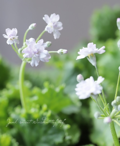 八重咲きプリムラ・マラコイデス 『メローシャワードリーム』 | すべて