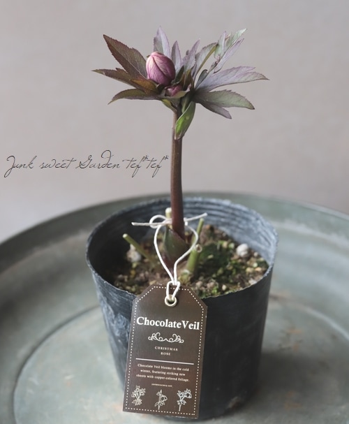 大和園】 クリスマスローズ 『チョコレートベール』 2026【B