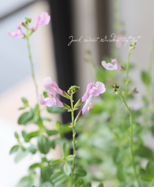 �ɺ�����ӥ����ߥ顼���� �إ��եȥԥ󥯡�