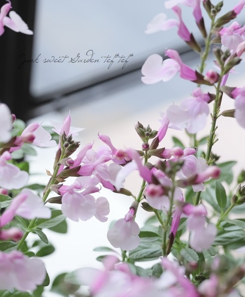 �ɺ�����ӥ����ߥ顼���� �إ��եȥԥ󥯡�