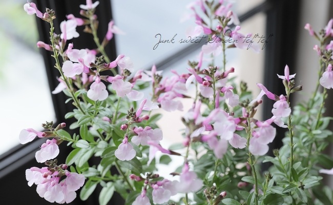 サルビア ミラージュ ソフトピンク ハーブ１苗 サルビア ミラージュ ソフトピンク ハーブ1苗 宿根サルビア