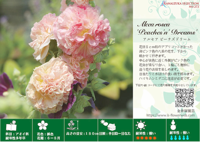 アルセア・ホリホック 『ピーチドリーム』チャーターズダブル | 花苗