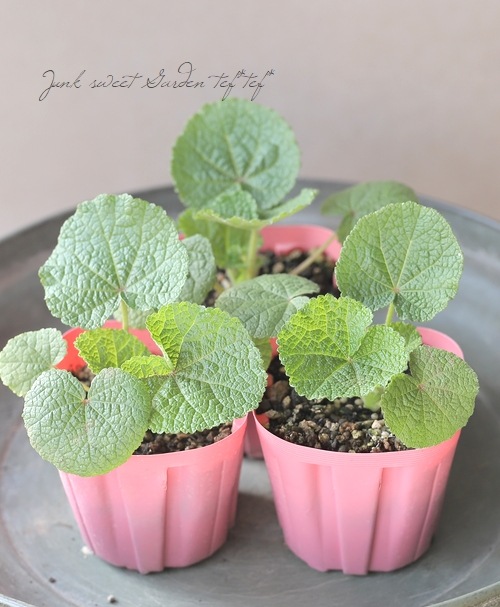 アルセア・ホリホック 『ピーチドリーム』チャーターズダブル | 花苗