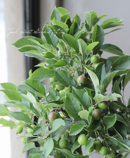 果樹】盆栽仕立て 『アルプスの乙女リンゴ』 | すべての商品 | | Junk