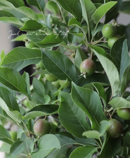 果樹】盆栽仕立て 『アルプスの乙女リンゴ』 | すべての商品 | | Junk