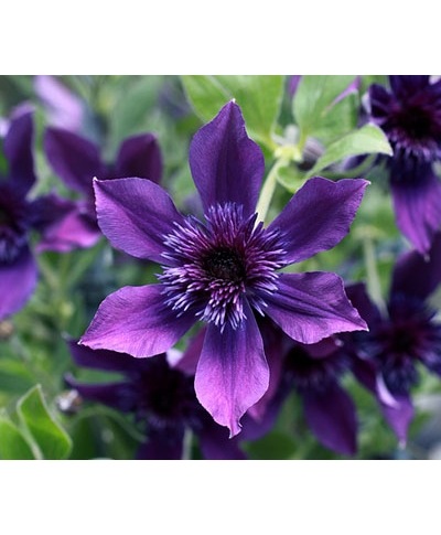 及川オリジナルクレマチス・インテグリフォリア系 『アフロボーイ