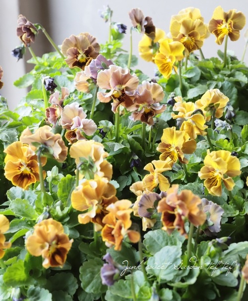 ����LUXURY SELECTION��tef*tef*���ꥸ�ʥ� �ӥ���إե����祳�ե���MIX