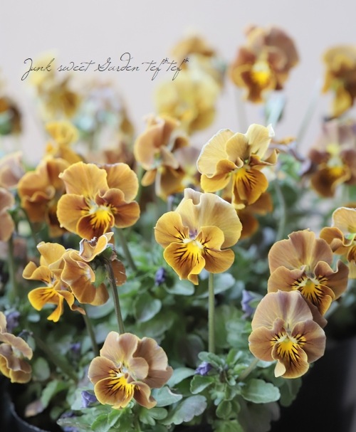 ����LUXURY SELECTION��tef*tef*���ꥸ�ʥ� �ӥ���إե����祳�ե���MIX