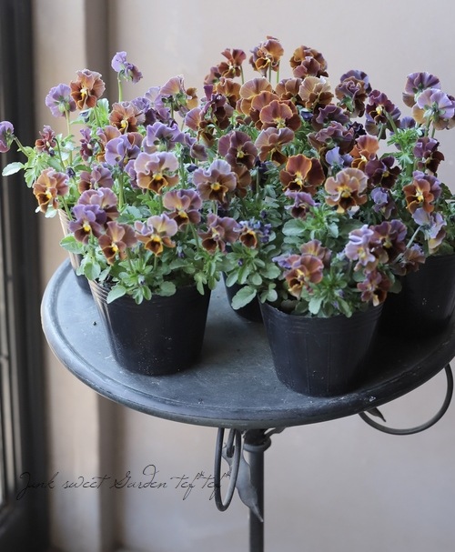 ����LUXURY SELECTION��tef*tef*���ꥸ�ʥ� �ӥ���إե����祳�ե���MIX