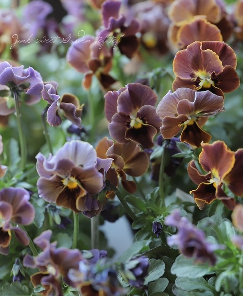 ����LUXURY SELECTION��tef*tef*���ꥸ�ʥ� �ӥ���إե����祳�ե���MIX