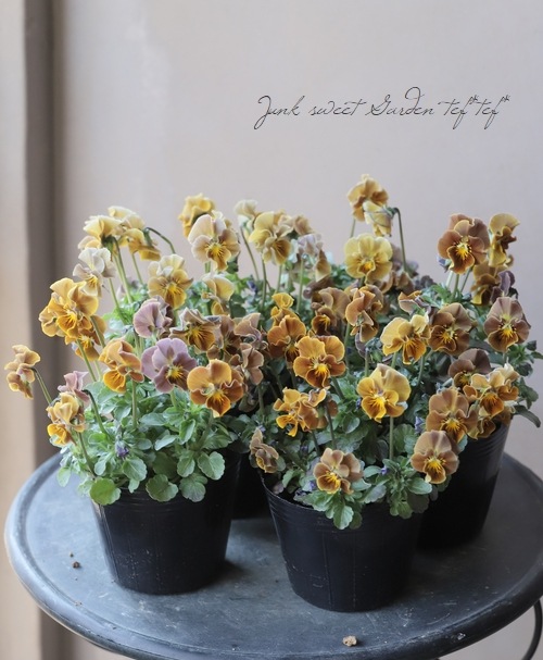 ����LUXURY SELECTION��tef*tef*���ꥸ�ʥ� �ӥ���إե����祳�ե���MIX