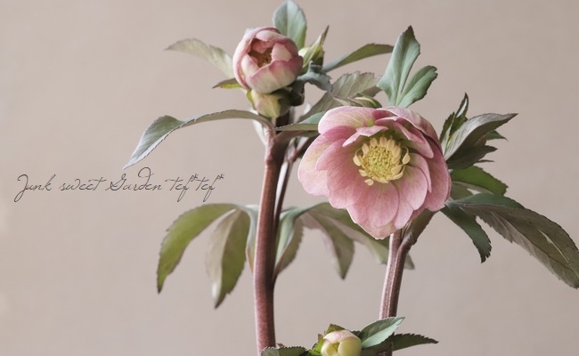 大和園】 クリスマスローズ 『小輪ダブル アンティークカラー』 【No