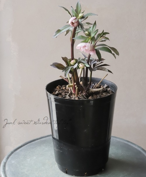 大和園】 クリスマスローズ 『小輪ダブル アンティークカラー』 【No