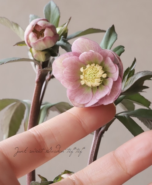 大和園】 クリスマスローズ 『小輪ダブル アンティークカラー』 【No