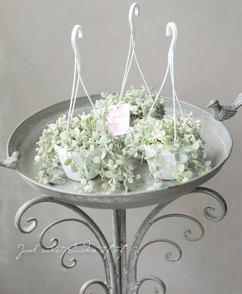 観葉植物】斑入りディスキディア 『ヌンムラリア・バリエガータ