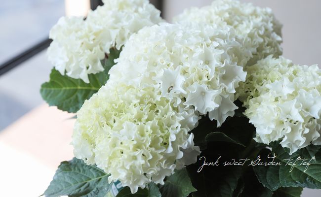 フリンジ紫陽花 サーファー 『ホワイトウェイブス』 | すべての