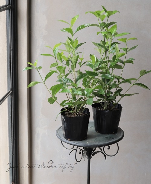 八重咲き大輪 『オオヤエクチナシ』 | すべての商品 | | Junk sweet