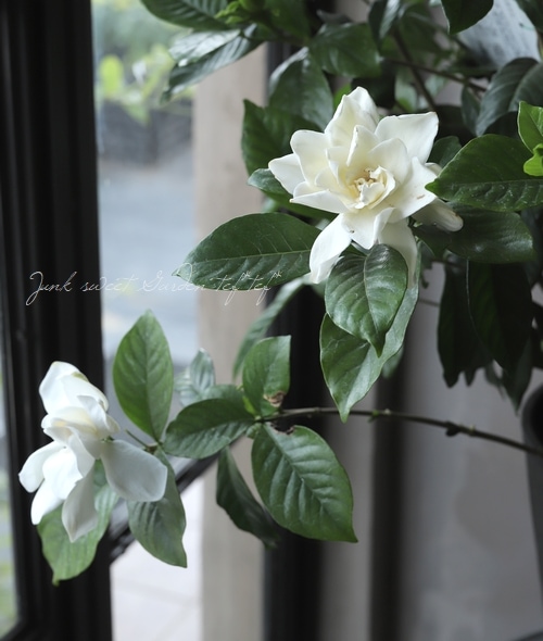 八重咲き大輪 『オオヤエクチナシ』 | すべての商品 | | Junk sweet