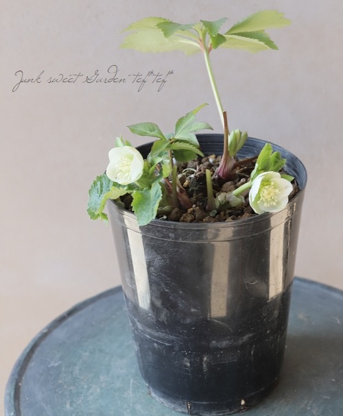 大和園】 クリスマスローズ 『小輪系シングルホワイト』 【No.13