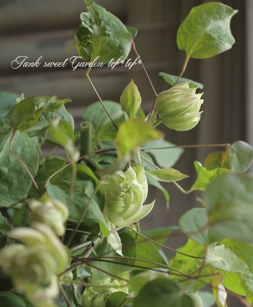 クレマチス 『雪おこし』 | すべての商品 | | Junk sweet Garden tef*tef*